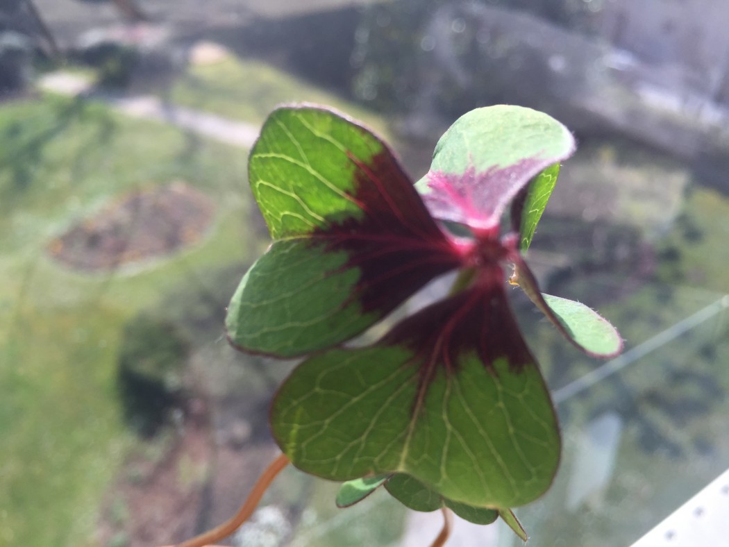 You are currently viewing Jubilé de coton : les résultats